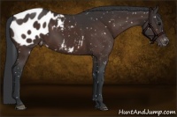 Horse Color:Brown Appaloosa 