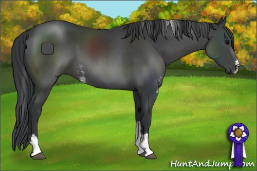 Horse Color:Black Sabino Rabicano 