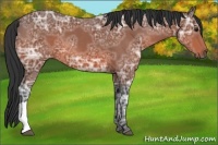 Horse Color:Bay Ice