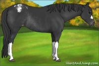 Horse Color:Black Appaloosa Rabicano 