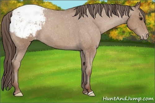 Horse Color:Classic Champagne Roan Snowcap 
