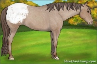 Horse Color:Classic Champagne Roan Snowcap 