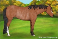 Horse Color:Bay Rabicano 