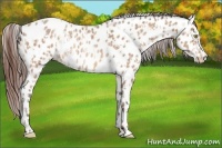 Horse Color:Amber Champagne Roan Appaloosa Rabicano and Amber Champagne Appaloosa Rabicano