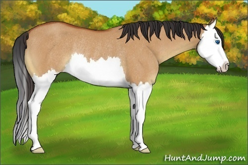 Horse Color:Bay Dun Splash Rabicano