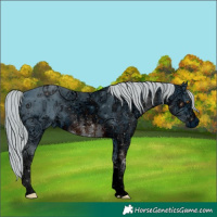 Horse Color:ERROR: UNKNOWN ANOMALY