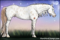 Horse Color:Buckskin Roan Pearl Near Leopard  and Brown Roan Pearl Near Leopard 