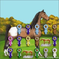 Horse Color:Buckskin Appaloosa