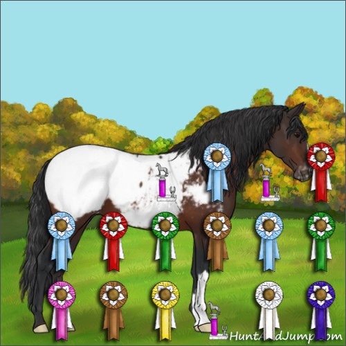 Horse Color:Bay Appaloosa