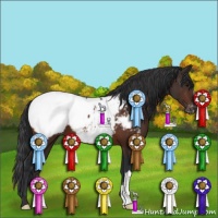 Horse Color:Bay Appaloosa