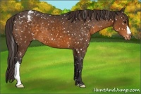 Horse Color:Buckskin Appaloosa 