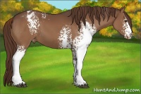 Horse Color:White Spotted Liver Chestnut Appaloosa 