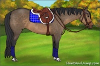 Horse Color:Brown Dun 