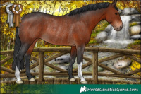 Horse Color:Brown Rabicano 