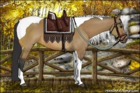 Horse Color:Bay Dun Tobiano 