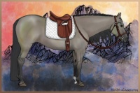 Horse Color:Grullo 