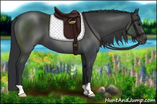 Horse Color:Black 