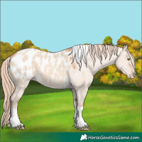 Horse Color:Gold Champagne Dun Tobiano Appaloosa