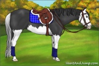 Horse Color:Black Splash