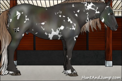 Horse Color:White Spotted Liver Chestnut