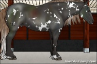 Horse Color:White Spotted Liver Chestnut 