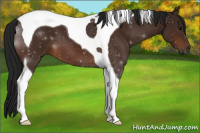 Horse Color:Gray Bay Tobiano 