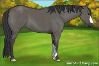 Horse Color:Grullo 