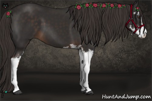 Horse Color:Liver Chestnut Sabino 