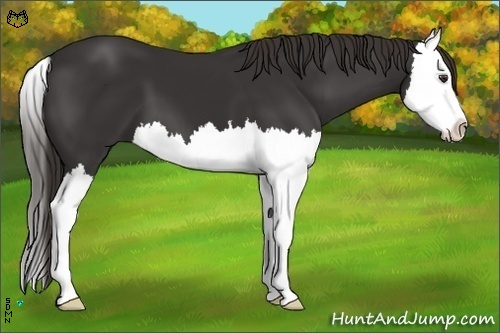 Horse Color:Liver Chestnut Splash