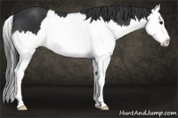 Horse Color:Black Splash