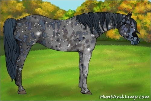 Horse Color:ERROR: UNKNOWN ANOMALY