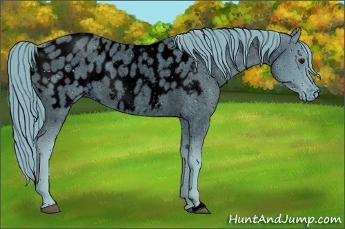 Horse Color:ERROR: UNKNOWN ANOMALY