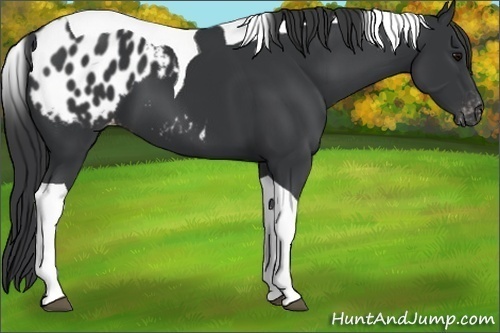 Horse Color:Black Tobiano Appaloosa 