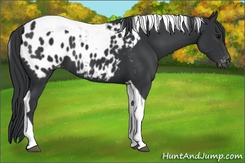 Horse Color:Black Tobiano Appaloosa 