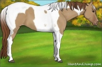 Horse Color:Red Dun Tobiano Varnish 