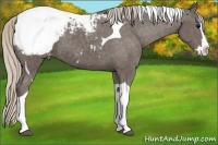Horse Color:Silver Black Splash Tobiano Snowcap 