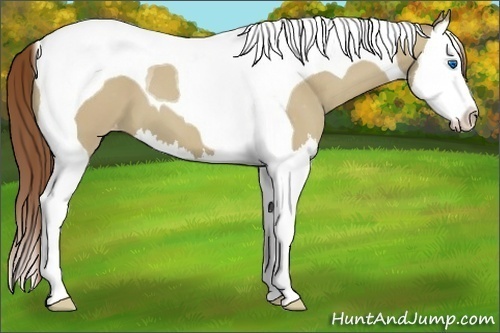 Horse Color:Classic Champagne Dun Splash Tobiano Varnish 
