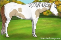 Horse Color:Classic Champagne Dun Splash Tobiano Varnish 