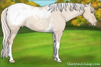 Horse Color:Silver Classic Champagne Dun Tobiano Appaloosa 