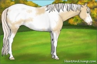 Horse Color:Silver Classic Champagne Dun Sabino Tobiano Frame Varnish 