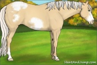 Horse Color:Silver Classic Cream Champagne Sabino Frame Appaloosa 
