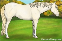 Horse Color:Smoky Black Pearl 