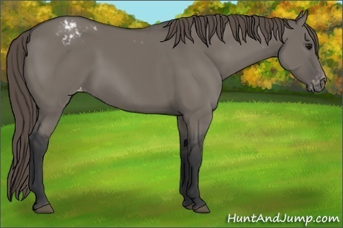 Horse Color:Grullo Sabino Varnish 