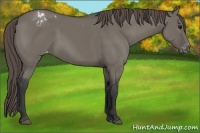 Horse Color:Grullo Sabino Appaloosa