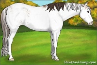 Horse Color:Classic Champagne Sabino Appaloosa