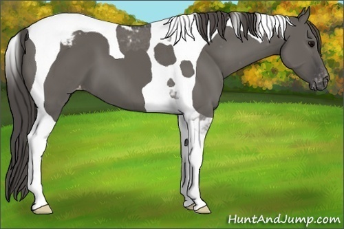 Horse Color:Grullo Tobiano Varnish