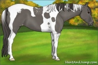 Horse Color:Grullo Tobiano Varnish