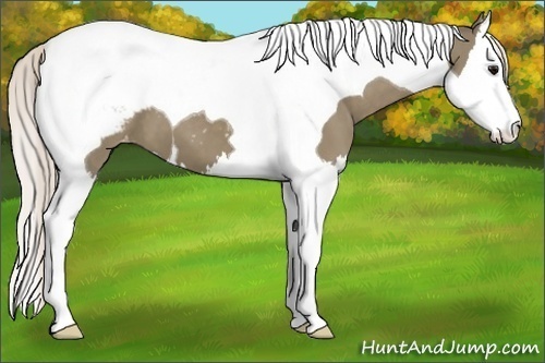 Horse Color:Silver Grullo Splash Tobiano Snowcap 