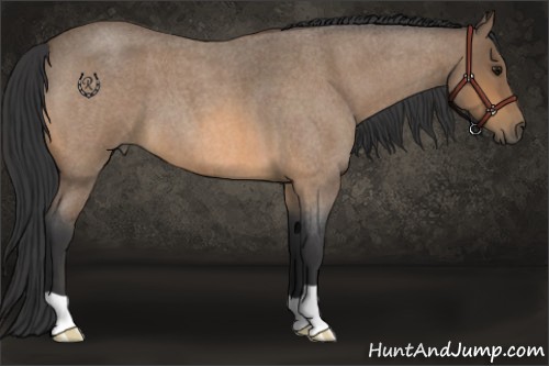 Horse Color:Buckskin Roan 