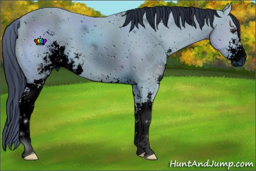 Horse Color:ERROR: UNKNOWN ANOMALY